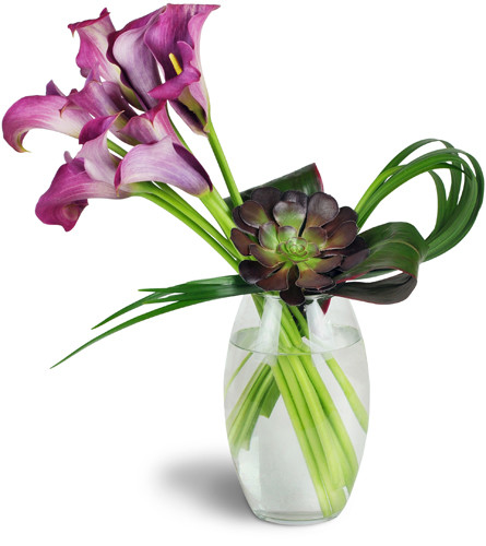 Royal Grace™. An arrangement by Avenue Flowers and Gifts. Ten stems of purple mini calla lilies are arranged with tropical grasses and a succulent...