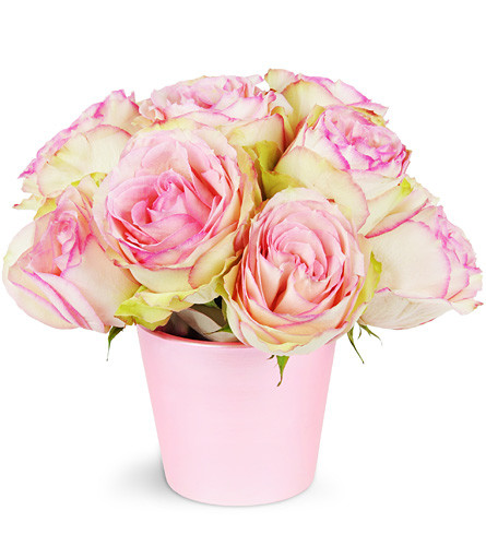 For My Sweetie. An arrangement by Avenue Flowers and Gifts. Ten Esperance roses are arranged in a sweet pink container..