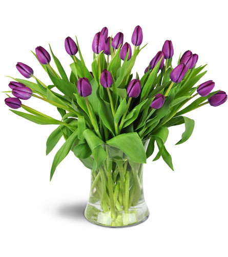 Royal Tulips™. An arrangement by Avenue Flowers and Gifts. Surprise them with more than two dozen purple tulips arranged in a glass vase..