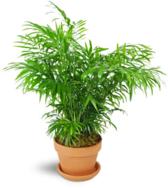 Petite Palm Plant. An arrangement by Avenue Flowers and Gifts.