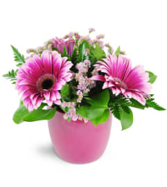 Vibrant Blush. An arrangement by Avenue Flowers and Gifts.