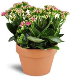 Kalanchoe Plant. An arrangement by Avenue Flowers and Gifts. Kalanchoe Plant. An arrangement by Avenue Flowers and Gifts.