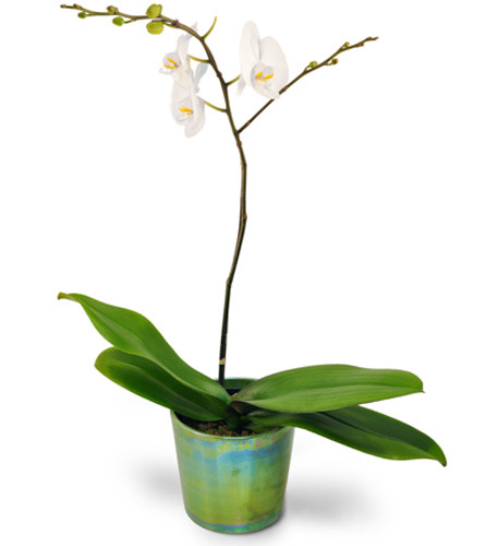 Orchid Simplicity. An arrangement by Avenue Flowers and Gifts. One white Phalaenopsis orchid arrives in a unique planter..
