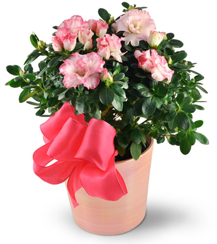 Pink Azalea. An arrangement by Avenue Flowers and Gifts. Surprise them with a 6 azalea plant in a pretty pink planter..