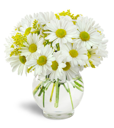 Perfectly Pleasing™ - Deluxe. An arrangement by Avenue Flowers and Gifts. White daisies and golden solidago flowers are beautifully arranged in a...