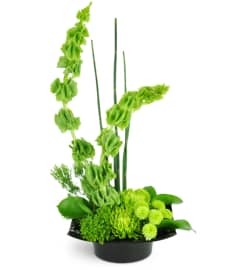 Emerald Zen. An arrangement by Avenue Flowers and Gifts.