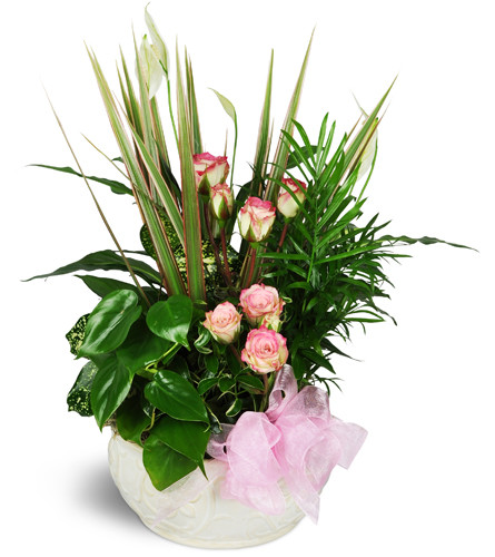Sweet Memories Sympathy Planter™. An arrangement by Avenue Flowers and Gifts. This sympathy dish garden features cut pink spray roses, assorted...
