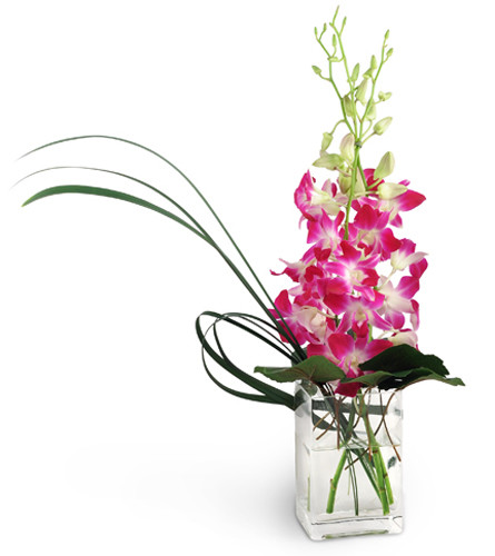 A Touch Of Pink™. An arrangement by Avenue Flowers and Gifts. Treat them to dendrobium orchids that pop against monkey grass and galax leaves..